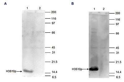 Western Blot: Histone H3 [p Ser10] Antibody [NBP2-59167] - HeLa cells were treated with TSA (Figure A) or with colcemid (FigureB), and 15 ug of histone extracts of these cells were analysed by Western blot using the antibody against H3S10p diluted 1:500 in TBS-Tween containing 5% skimmed milk. The position of the protein of interest is indicated on the left; the marker (kDa) is shown on the right. The result of the Western analysis with the antibody is shown in lane 1; lane 2 shows the same analysis after incubation of the antibody with 750 pmol blocking peptide for 1 hour at room temperature.